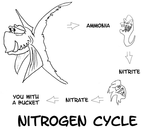 Eukaryotic cell cycle kids