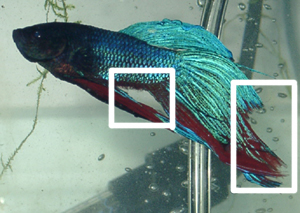 Betta Fish Care on Fin Rot And Fin Loss   Betta Fish Care