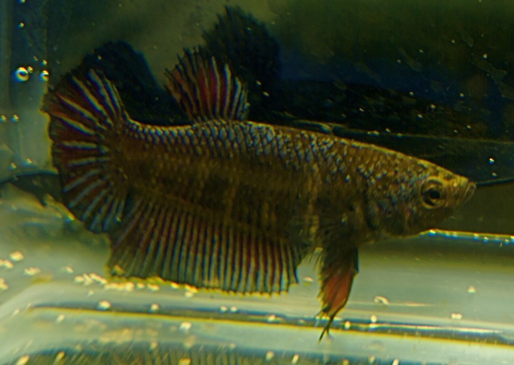 Female Betta Showing Breeding Stripes