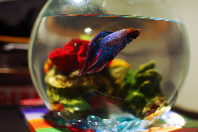 a-warning-about-distilled-water-and-betta-fish-betta-fish-care