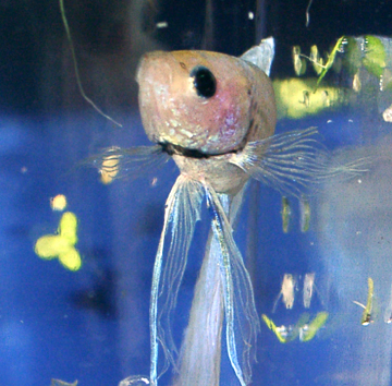 Black Worms Better for Bettas Fish Care