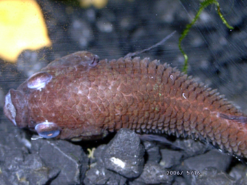 Pineconing bij Betta met Dropsy