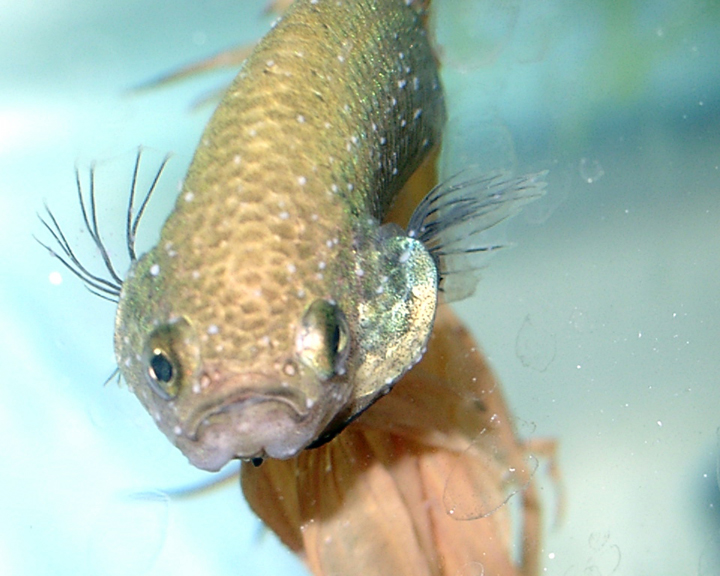 Betta Fish with Ich Parasites