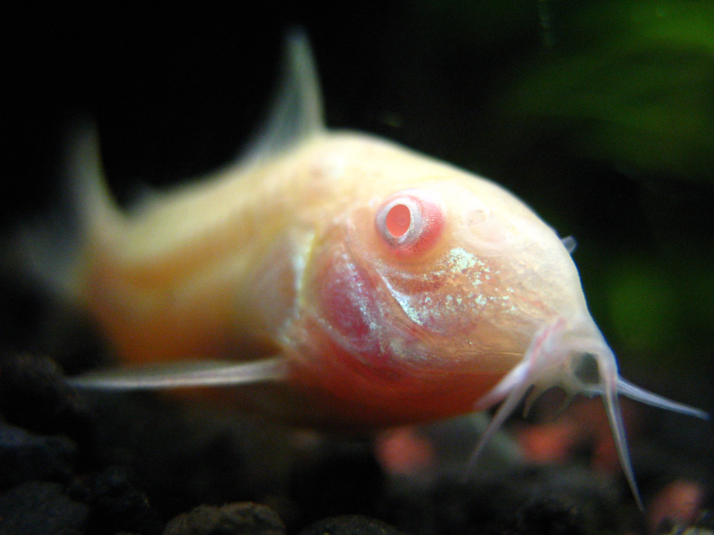 Albino Cory Catfish by Sapienssolutions