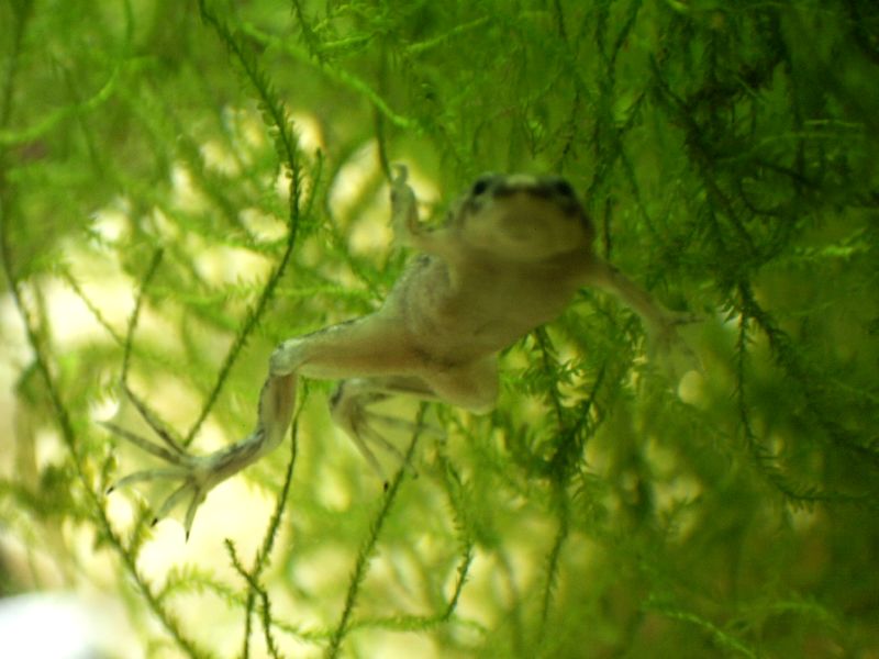 african dwarf frog and betta