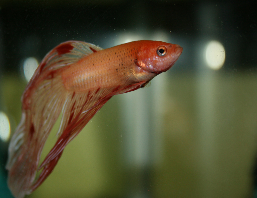 swim-bladder-disorder-fish-care