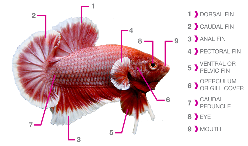 Betta Fish Anatomy | Betta Fish Care