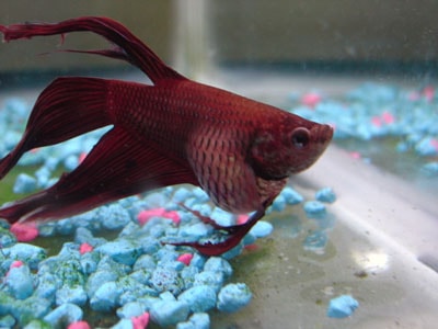 Betta with Bloated Abdomen