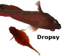 betta-fish-dropsy-example