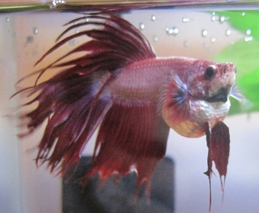 Symptoms of Dropsy in Betta Fish - Fish Care