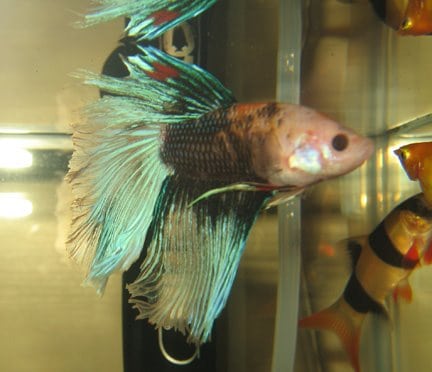 Marble Betta Fish Color Changing Genes Fish Care