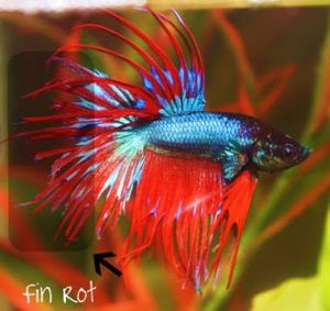 Treating Stubburn Fin Rot in Betta Fish - Fish Care