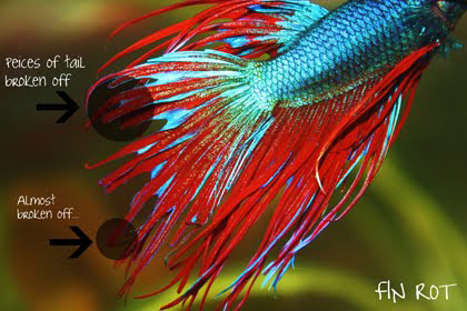 Treating Stubburn Fin Rot In Betta Fish Fish Care