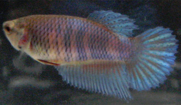 betta-breeding-stripes-example.jpg