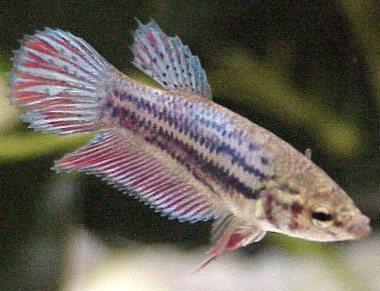 female betta ready to mate