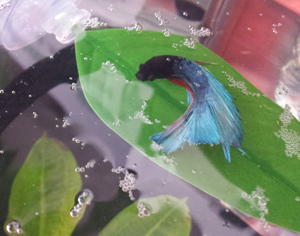 Betta fish 2025 resting leaf