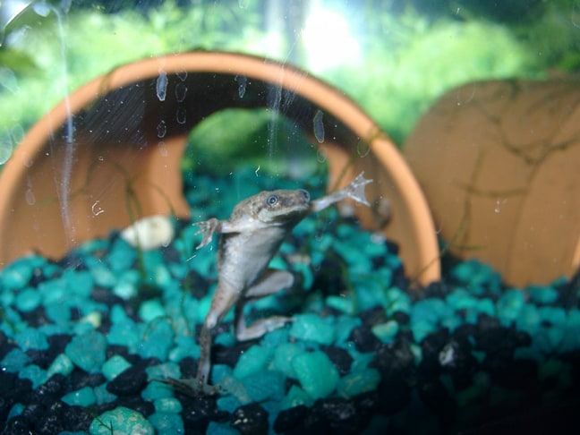 african clawed frog and betta fish