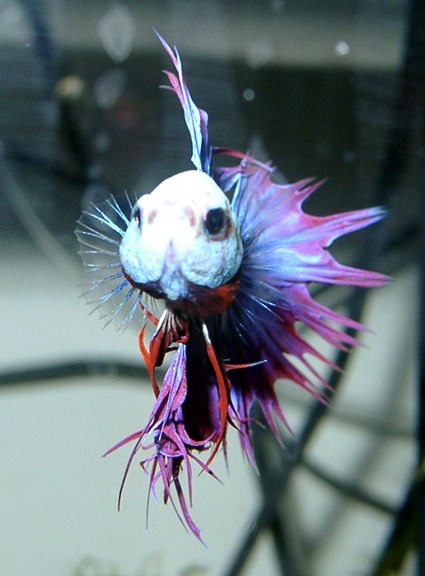Advice Little Too Late for a Beautiful Betta - Fish Care