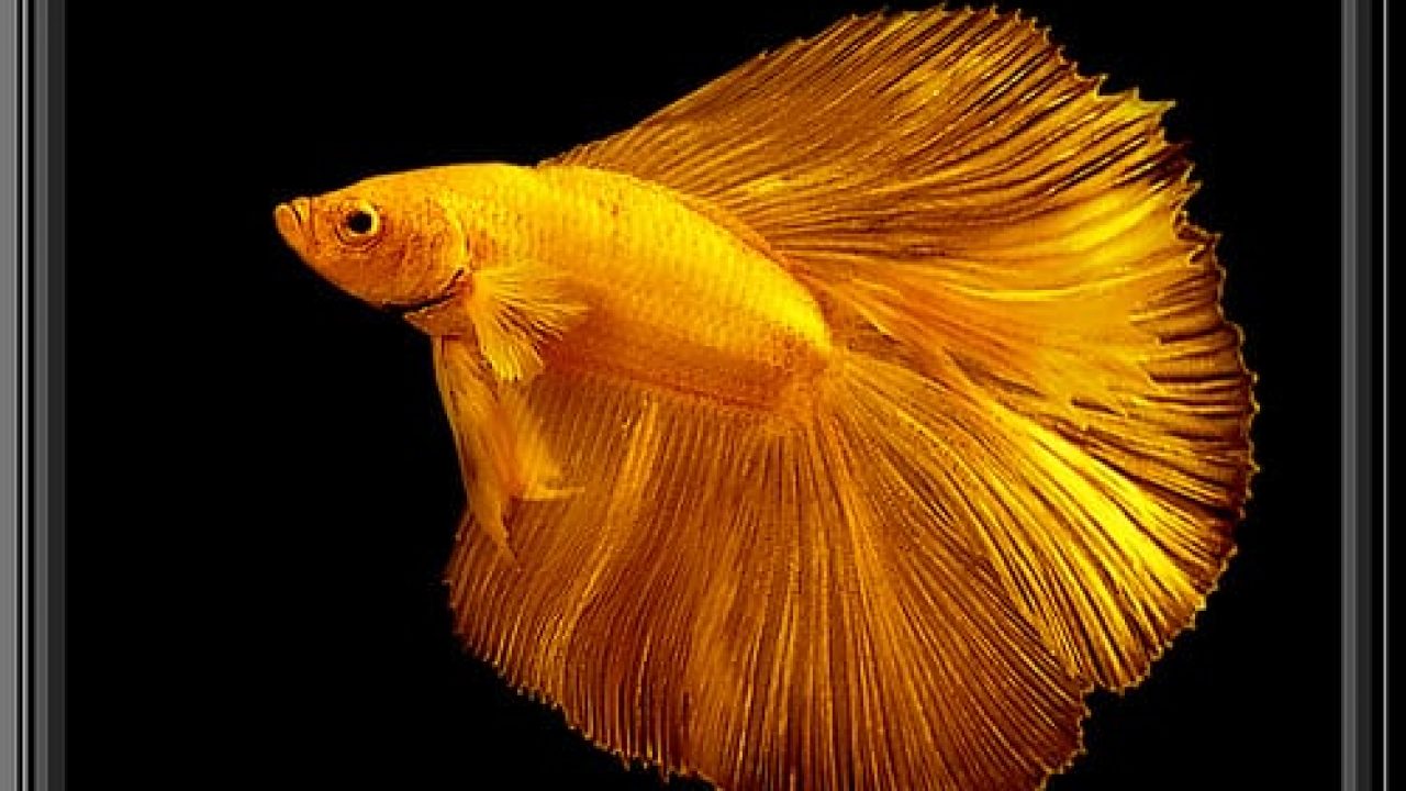The 4 Most Common Signs of Illness in Betta Fish - Fish Care