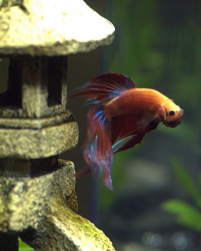 Can Betta Fish Regrow their Fins? - Fish Care
