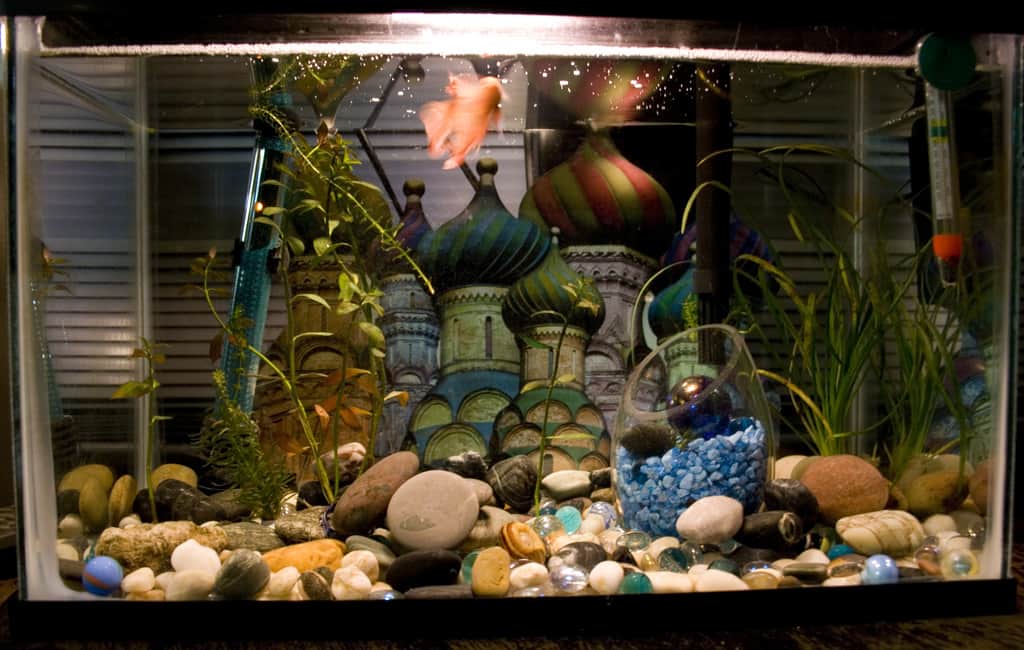 Choosing the Best Method for Tank Cycling - Fish Care