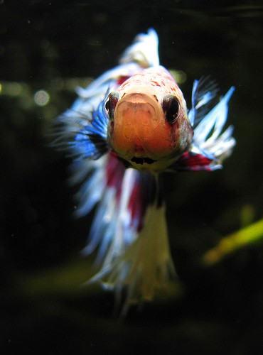 Top 7 Betta Fish Myths – Don’t Make These Common Mistakes with your Fighting Fish - Fish Care
