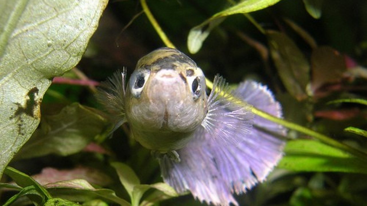 Can Ph Fluctuations Lead To Illnesses In Betta Fish? - Fish Care