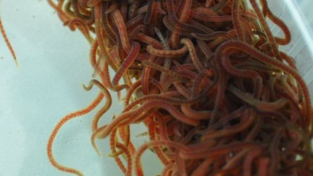 Live black shop worms for fish