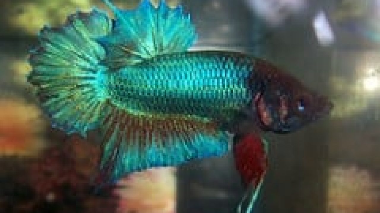 What a Betta? - Fish Care