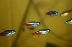 Betta Tankmates: Neon Tetras - Fish Care