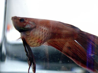 swollen betta fish