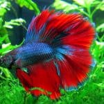 What’s your favorite thing about bettas?