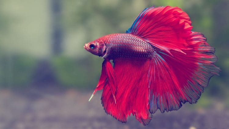 red color betta fish