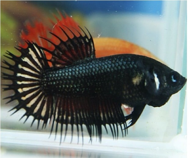 female betta fish