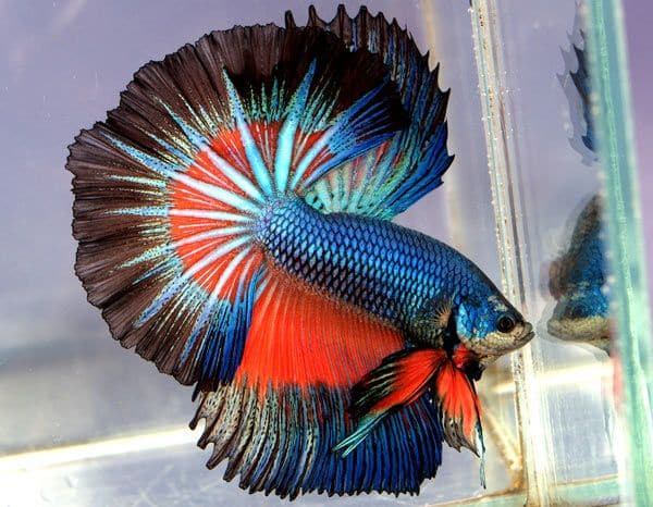 Betta fish photo 35mm with autofocus