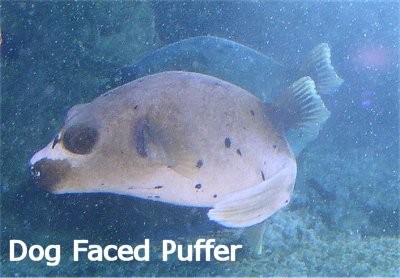 Dog Face Puffer 2