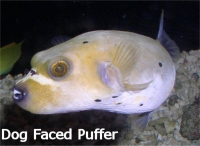 Dog Faced Puffer