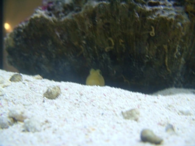 Goby Watchman