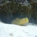 Goby Watchman 2