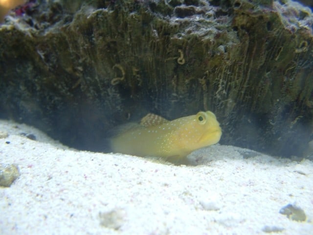 Goby Watchman 2