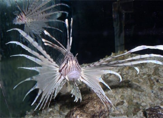 Lionfish 4