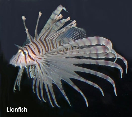 Lionfish