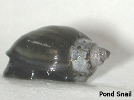 Pond Snail