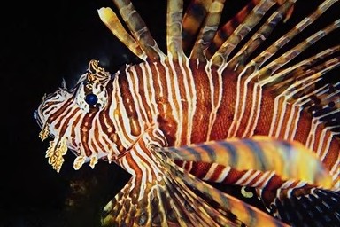 Pterois volitans