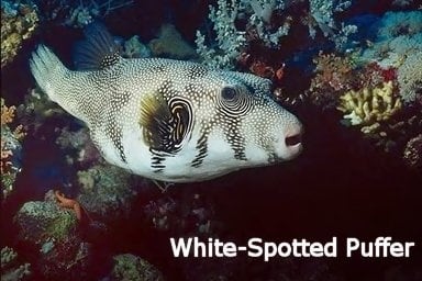 Puffer White Spotted