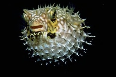 porcupine puffer fish puffing up