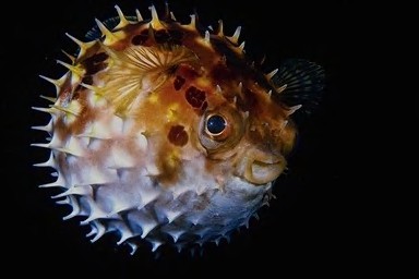 Pufferfish Puffed