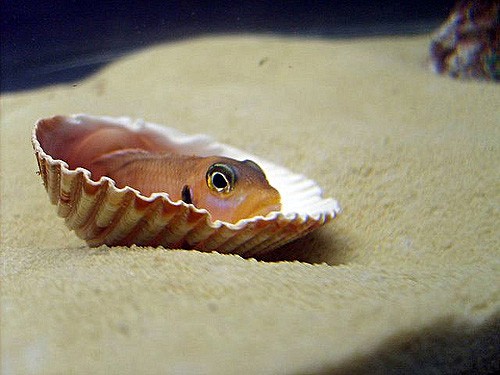 The Dwarf Shell-Dwelling Cichlid