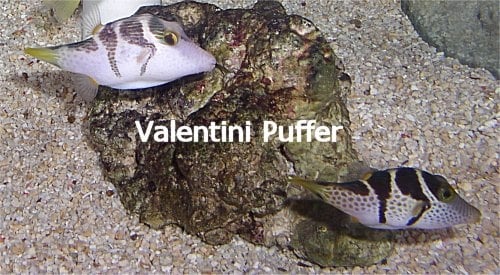 Valentini Puffer 2