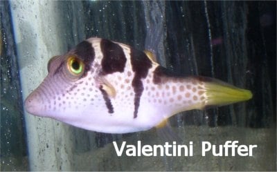 Valentini Puffer